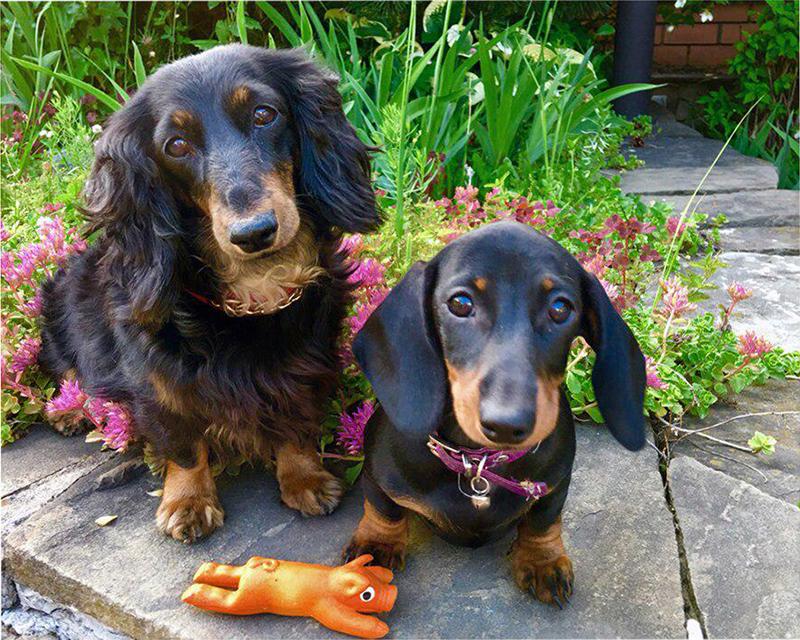 Алмазная картина Проточная вода Деревенский пейзаж Весна 5D Алмазная вышивка Крестиком Собака Животные Фотографии Стразы Мозаика Распродажа Wall Art