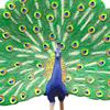 Lovely Peacock Figurine Professional Painted Craft Wear-resistant Multifunctional Realistic Peacock Model Figure for Decoration
