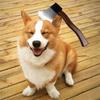Cat/Dog/Pet Halloween New Funny Horror Toy Makeup Ball Performance Props Axes Saw Nail Knife Headwear Blood Scene Party Beloved