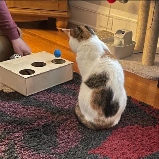 Интерактивная игрушка для кошек «Ударь крота» из цельного дерева, ловля котенка на мышей, игровая безопасная игрушка для кошек с мягким меховым шариком для домашних кошек