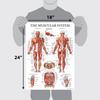 Palace Learning Muscle Skeleton Nervous System Anatomy Poster Set Muscular and Skeletal System Anatomy Charts X 3-Pack - + + - - Laminated, 18" 24"