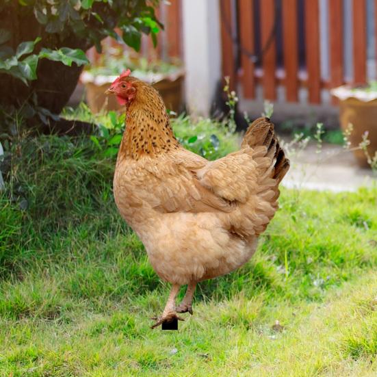 2 шт. садовые колышки акриловая скульптура петуха ручной росписи садовые фигурки курица садовые колышки декоративная скульптура курицы для уличного газона