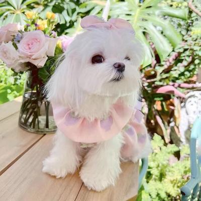 Одежда для питомцев кошка собака мальтийская болонка померанский шпиц маленькая собака юбка в стиле принцессы милая кукла