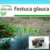 Gift Set - Blue Mountain Grass - 50 Seeds - With Gift Box, Card, Label and Potting Substrate - Festuca Glauca