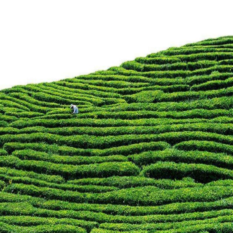 Травяной чай из сушеных эмбрионов хризантемы, цветочный чай для глаз, 40 г