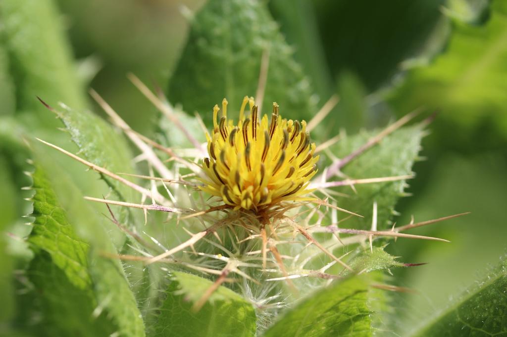SAFLAX Сад в мешке - ул.. Чертополох Бенедикта - 50 семян - С субстратом в подходящем стоячем пакете - Cnicus benedictus