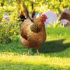 2 шт. акриловые куриные садовые колья, декоративные статуи кур для украшения сада, газона и двора