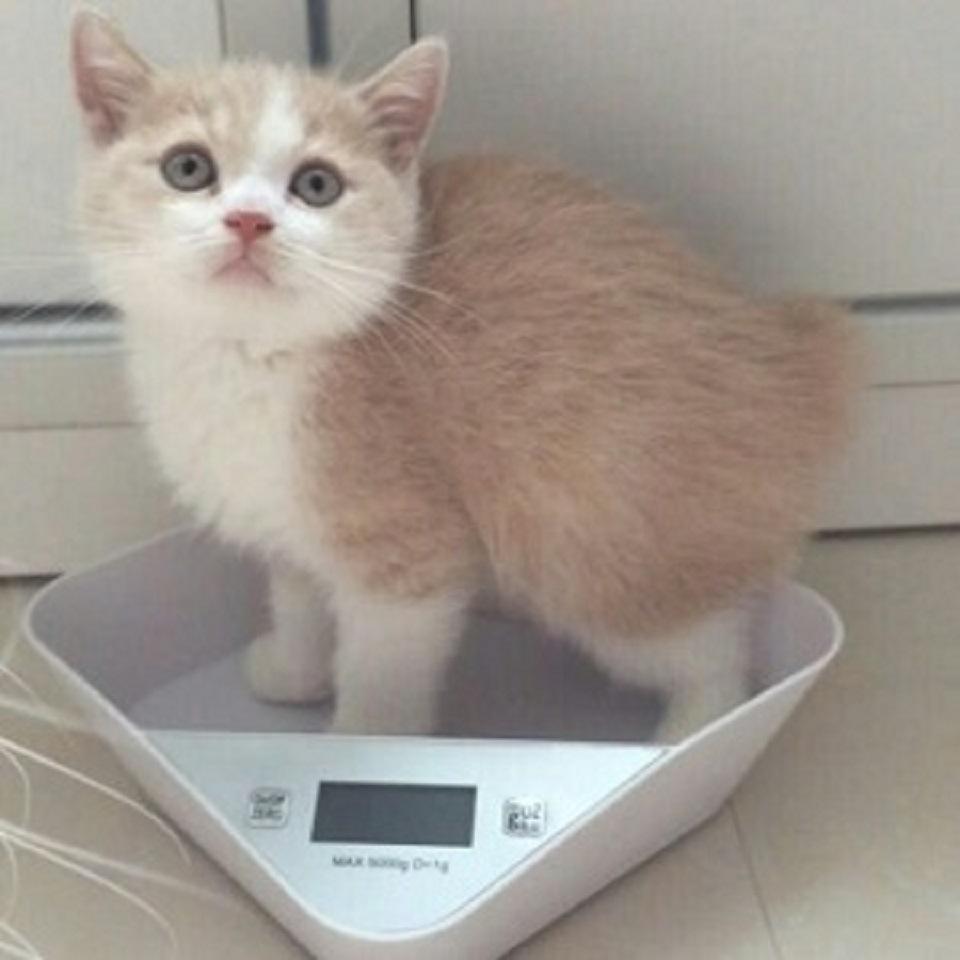 Весы для маленьких домашних животных, для кошек и собак, вес 5000 г, кухонные весы чашечного типа