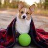 Jolly Pets Dog Jolly Soccer Ball Toy Игрушка для собак Игрушка для домашних животных дюймы (Веселые питомцы) (6 (15,2 см)) (Зеленое яблоко)
