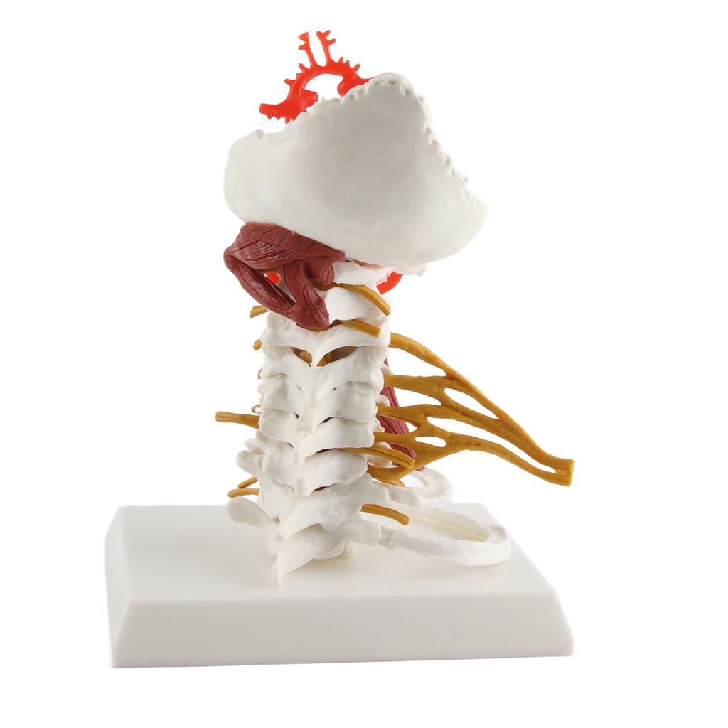 Cervical Spine Model Removable Human Spinal Nerves Model for Doctor Patient Communication Teaching Presentation
