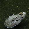 Floating Frog Ornament for Garden Pond Landscaping