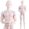 1/6inch Male Doll Blank Body Nude Mannequin Doll For Craft Customization And Replacement Model for Ball Joint Doll