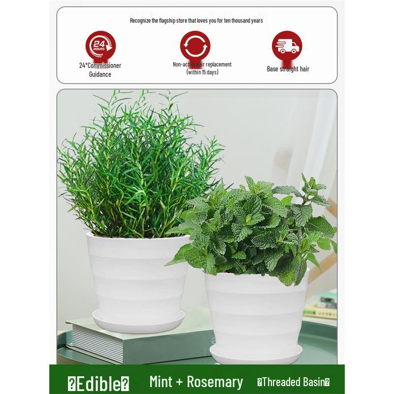 Potted Rosemary and Mint Seedlings: Edible, Mosquito-Repellent Herbs for Indoor Use