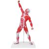50cm Muscular System Model Human Muscles Model Displaying Body Muscle Structure Model