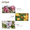 Крем для рук Jurlique Rose