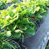 Avoid Ground Strawberry Planting Rack Keeping Plant Strawberry Planting Frame  Vegetable Growing