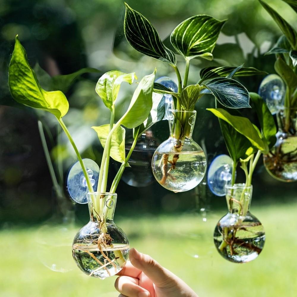 4pcs/set Self-Watering Plant Hydroponic Vase with Suction Cups Mini Flower Pot  Window