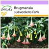 Angel's Trumpet Pink - 10 Seeds - Brugmansia Suaveolens Pink