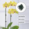 Seamless Orchid Vine Clip for Indoor Branches