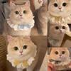 Кошки – Ошейники и поводки для кошек