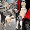 soft lifting harness for disabled dogs support