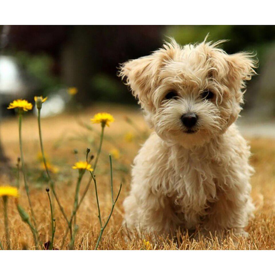 5D DIY алмазная живопись полная квадратная/круглая дрель стразы мозаика корабль лодка Алмазная вышивка наборы крестиков домашний декор