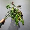 5 шт. Имитация стручков гороха Свадебные подвесные зеленые растения Цветочная гостиная Декор Искусственное растение Пластиковая чечевица Искусственный цветок