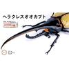 Free Research Series No. 26 EX-2 Living Creatures Edition Hercules Beetle by Yo Morinaga, Plastic Model with Commentary and Instructions