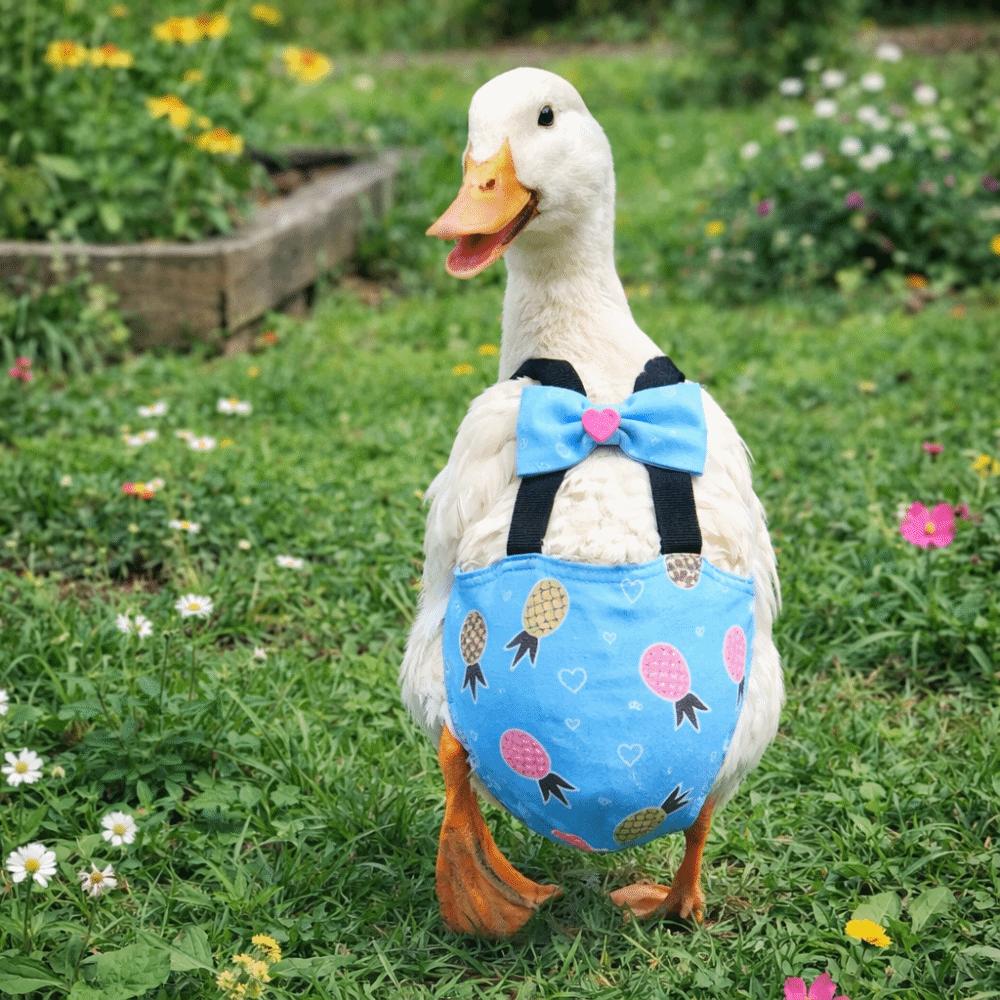 Adjustable Chicken Physiological Pants Elastic Band Poultry Nappy Poultry Costume Pet Chicken