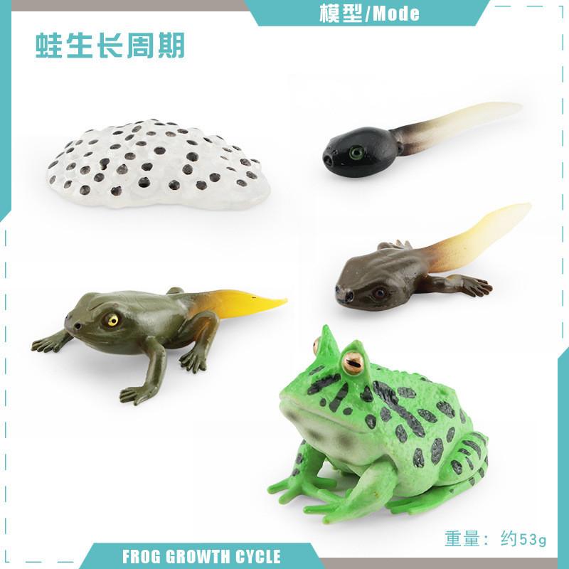 Realistic Pvc Red Eyed Frog Lifecycle Model Stunning Static Display For Nature Lovers