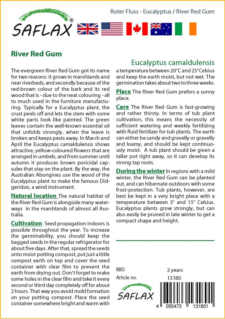 SAFLAX River Red Gum - 200 семян - Eucalyptus camaldulensis