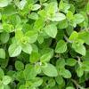 500 Oregano Seeds - Aromatic Garden Plant - Reproducible Peasant Seeds - Semiwild