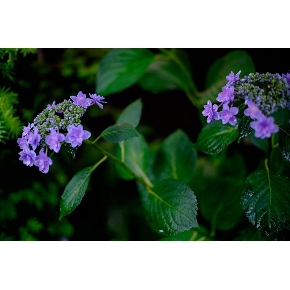 7artisans 25MS 25mm F1.8 EF-M EOS-M Silver Lens