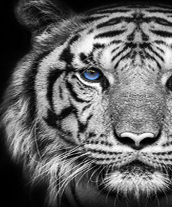 RUOPOTY Картина по номерам Слон, акрил на холсте, уникальный подарок, картина по номерам, лев, животное, украшение для дома