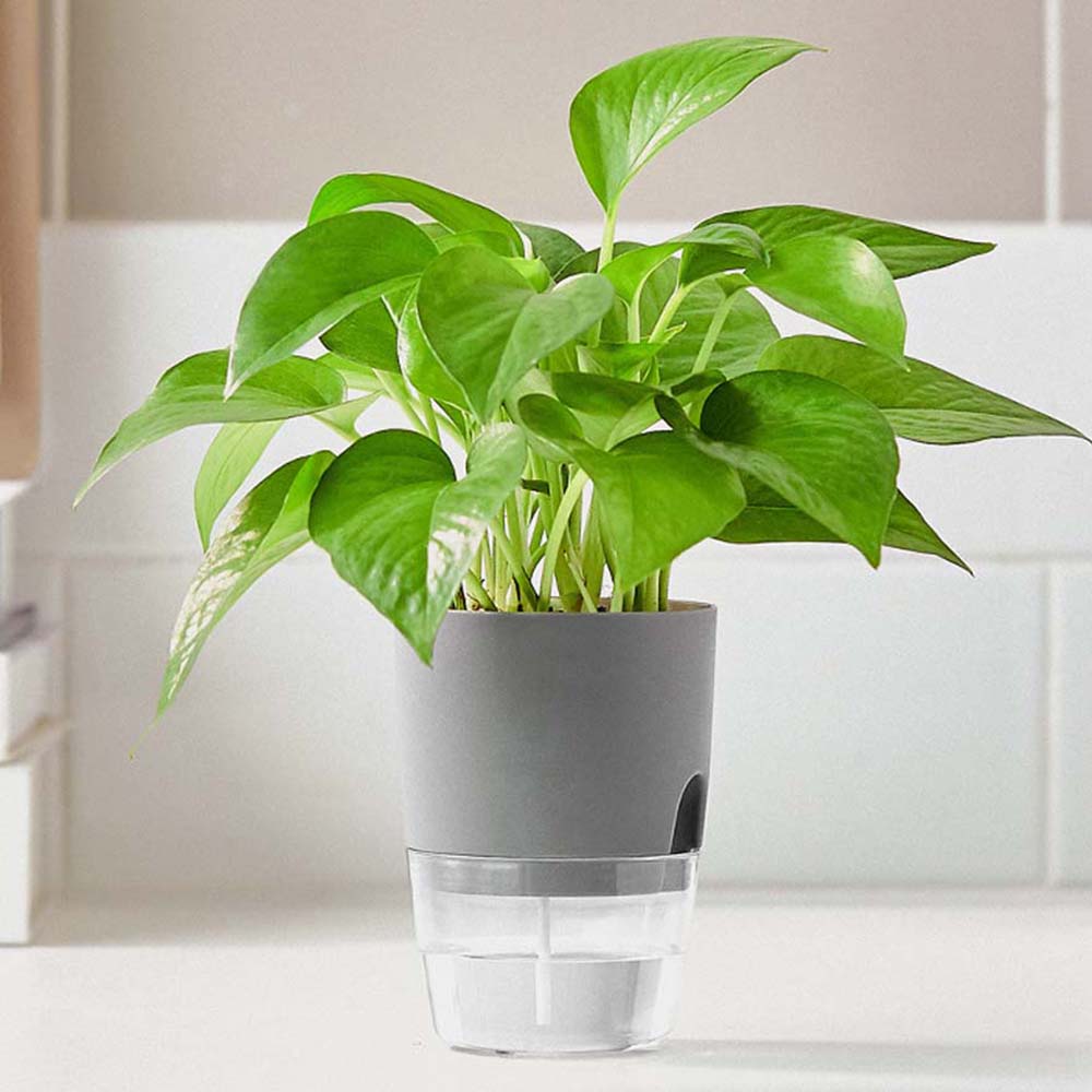 Garden Supplies Green Dill Office Hydroponic Decoration Plant Pot Planters Home Decor Flower Pots