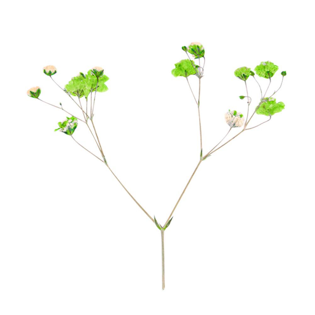 Сушёные цветы для рукоделия 12шт