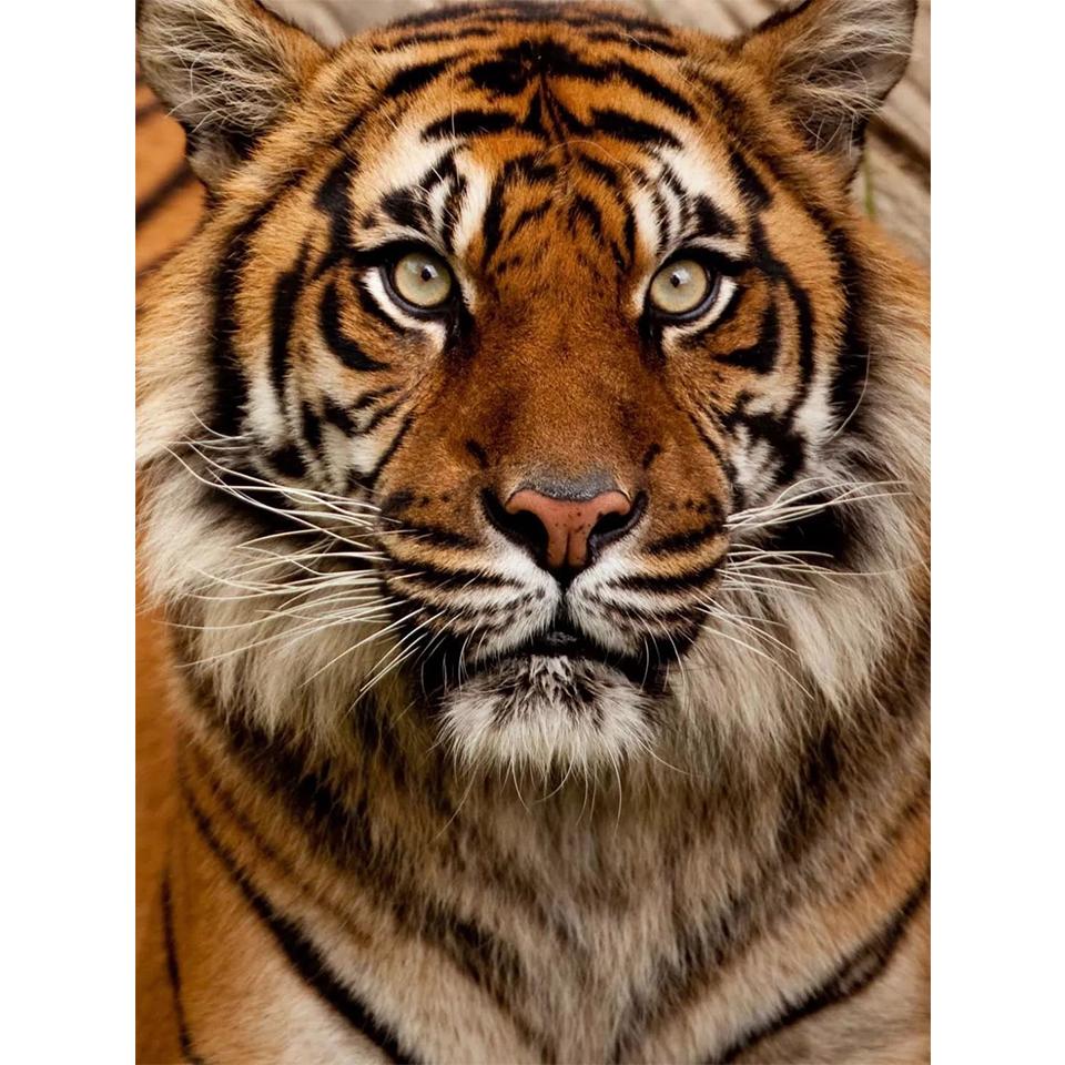 Diy Tiger Painting 5d Diamond Rhinestone Art Picture Full Diamond Embroidery Mosaic Animal Picture Cross Stitch Kit Decoration