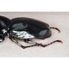 BACALYSO Sumatran Gidean Rhinoceros Beetle Magnet Resin Insect Model Ornament