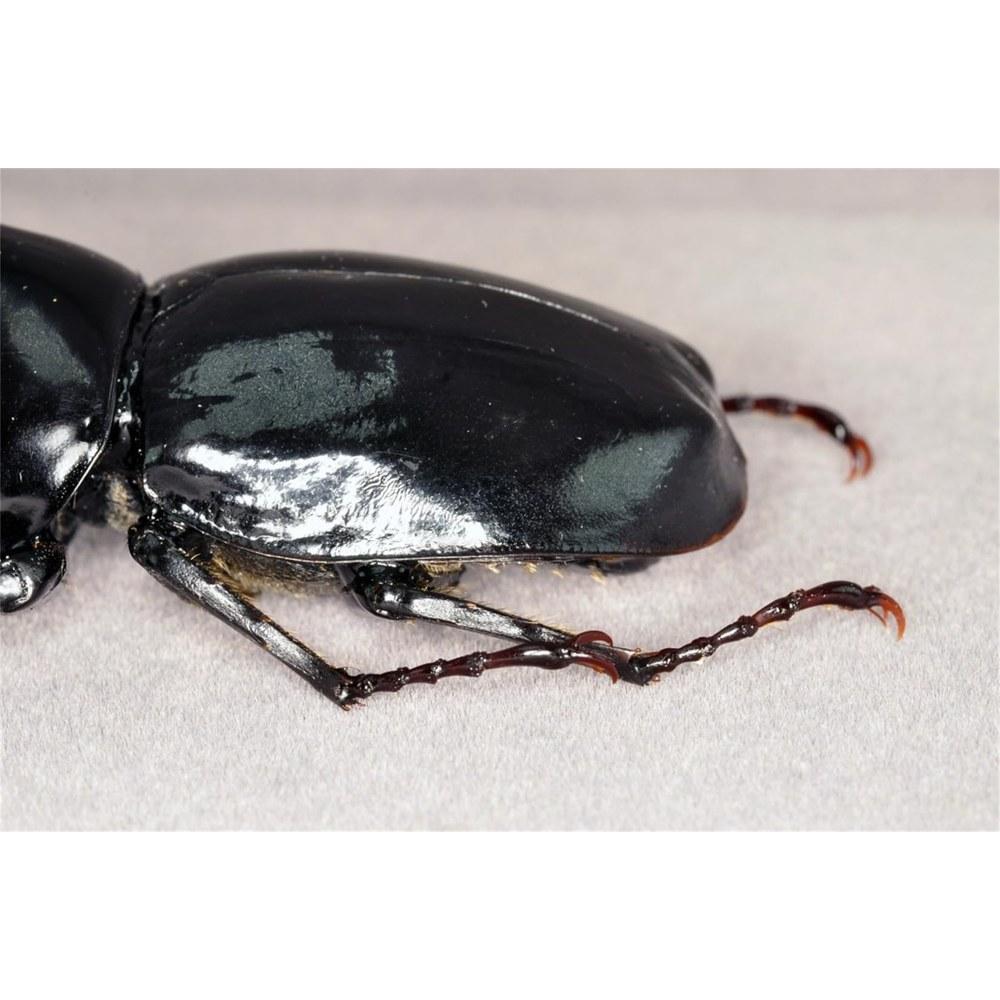 BACALYSO Sumatran Gidean Rhinoceros Beetle Magnet Resin Insect Model Ornament