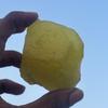625.60 Ct Natural Lemon Topaz CERTIFIED Uncut ROUGH Huge Size Loose Gemstone