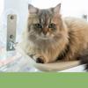 Гамак для кошек на окно Складной Присоска 44,1 фунта Грузоподъемность Дышащий Прочный Трикотажная сетка Окно для кошек