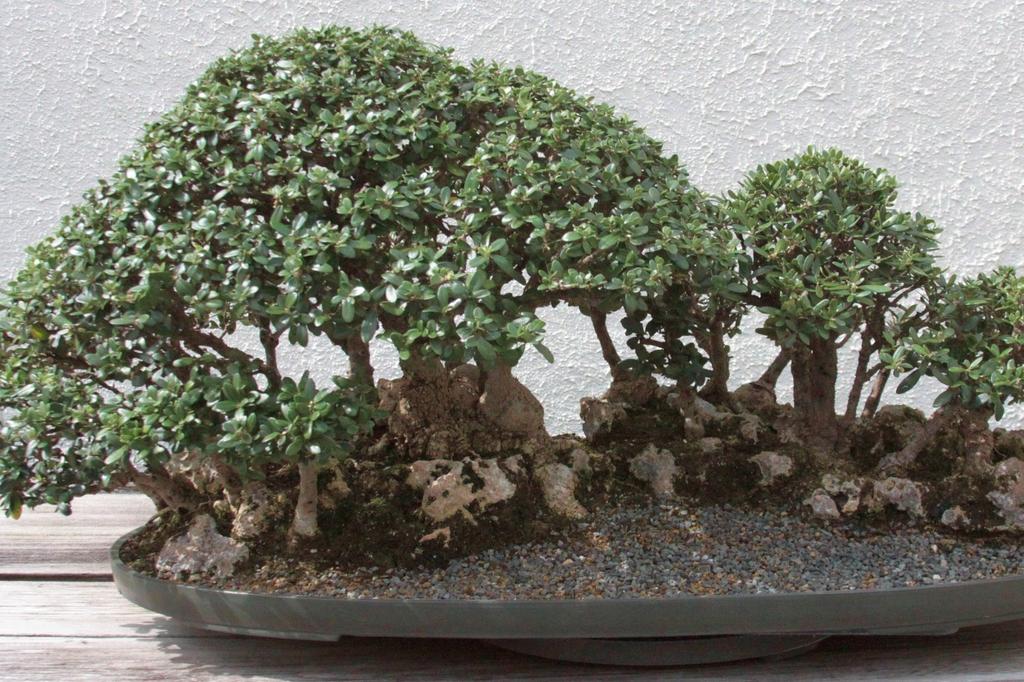 SAFLAX Garden in the Bag - Бонсай - Олива обыкновенная - 20 семян - С субстратом в подходящем пакете - Olea europea