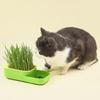 Yousheng Cat Grass Box Compartment Design Double-layer Easy-to-Use Scientific Partitioning Plant Planting Box Home Use