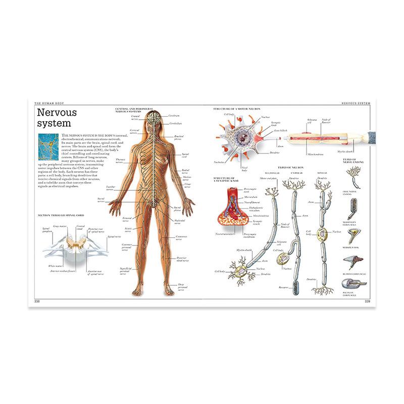Плакат «Анатомическая мышечная система», схема анатомии человеческого тела, медицинский образовательный холст для школьного декора