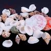 Fantastic 100g Mixed Sea Beach Shells Crafts Seashells Aquarium Decor Photo Props