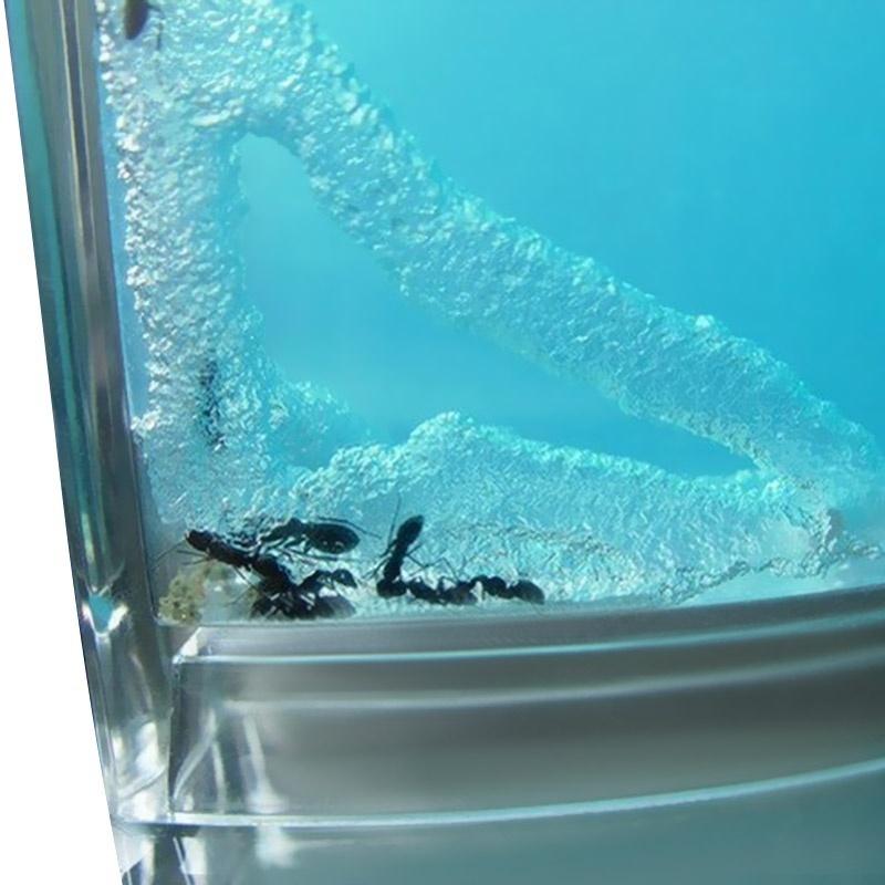 Interest Cultivate Ant Farm Tower Parents And Children Educational Toys