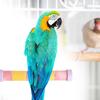 Жердочка для попугаев, аксессуары для клеток волнистых попугайчиков и канареек