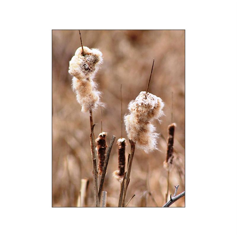 Осенний солнечный свет пейзаж настенная живопись на холсте скандинавский постер тростниковый постер пшеничные колосья настенные панно для гостиной осенний декор