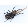 Free Research Series No.26 Living Creatures Edition Hercules Beetle Plastic Model
