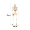 1 PC Party Supply Anatomical Photography Props Model Halloween Bone Human Skeleton
